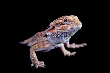 Small bearded dragon isolated on black