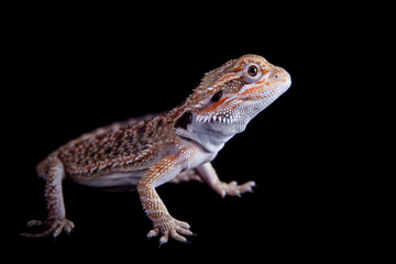 Small bearded dragon isolated on black