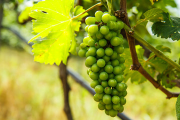 Grapes on the tree in the garden