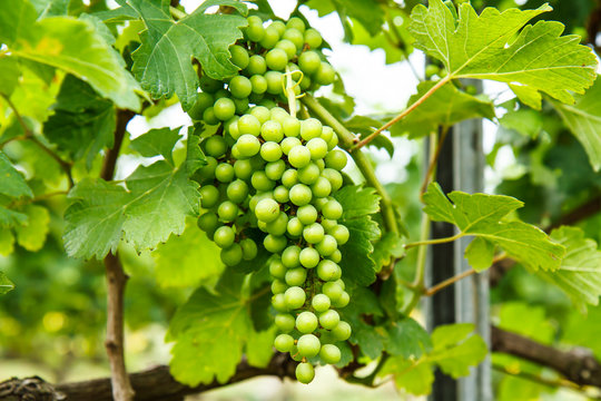 Grapes on the tree in the garden