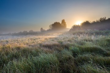 Foggy morning on polish meadow