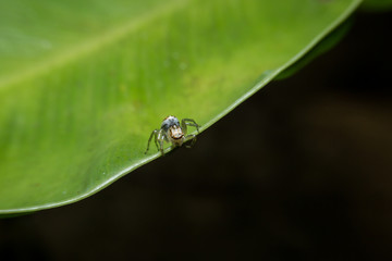 Spider holding on green leaf with close up detailed view.