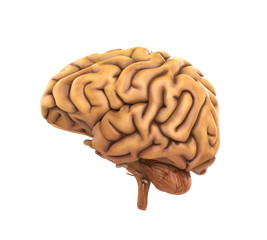 Human Brain Anatomy