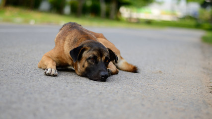 Dog a native of Thailand