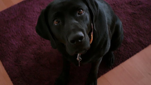 Dogface, black dog.