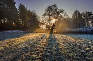 Beautiful morning with frost on plants. Autumnal landscape.