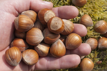 poigné de noisettes