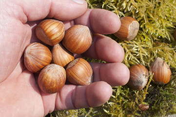 poigné de noisettes