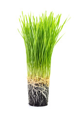 Grass isolated