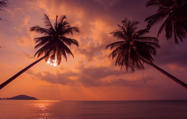 Sunset palm tree.