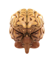 Human Brain Anatomy