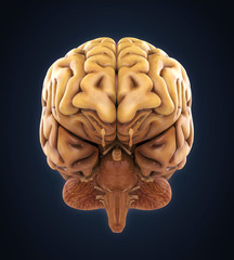 Human Brain Anatomy