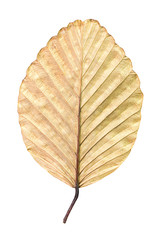 Dry leaf isolated