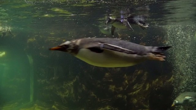 aquarium of genoa,  penguins swimming underwater
