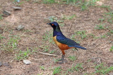 superb starling,Tanzania