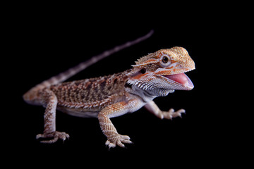 Small bearded dragon isolated on black
