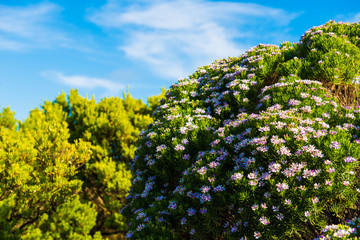 Obraz premium wildflowers