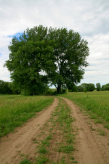 Fototapeta na wymiar Big tree right side by road in green meadow
