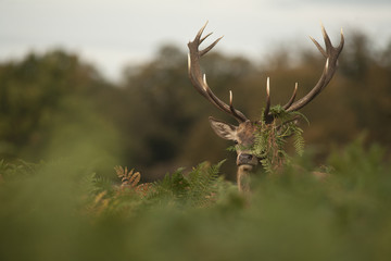 Red deer - Cervus elaphus