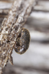 Dorcatoma beetle on wood