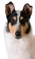 smooth haired collie