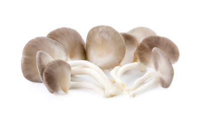 Indian Oyster, Phoenix Mushroom On White Background