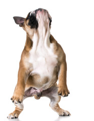 Obraz premium bulldog playing