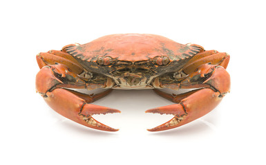 Fresh Raw Crab on white background