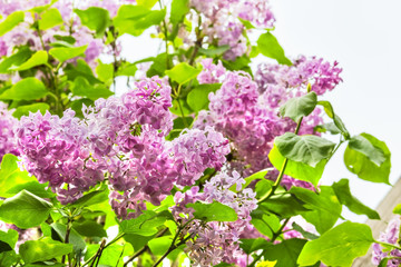 Flowering branch of lilac close up, backlit