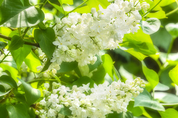 Flowering branch of white lilac close up