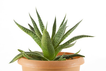 Aloe