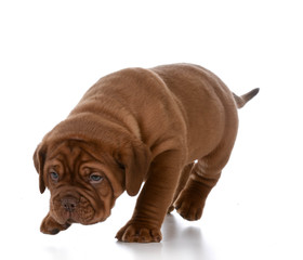 puppy walking