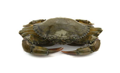 crab isolated on white background, sea food
