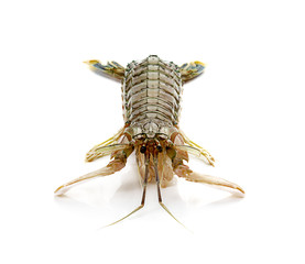 Fresh mantis shrimp on a white background, closeup of photo