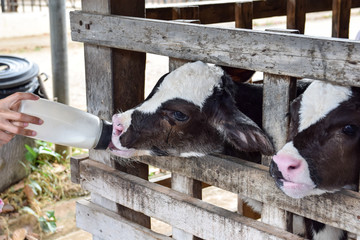 Milk feeding of a calf.