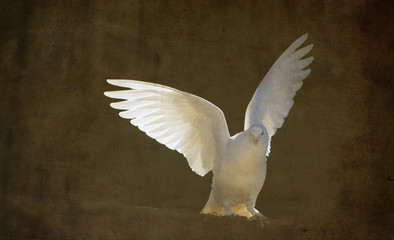 white dove on textured vintage background 