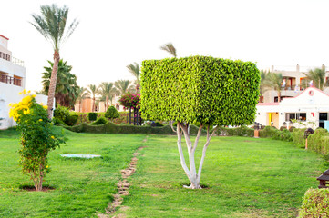 Square topiary tree in Egyptian formal garden. Summertime outdoo