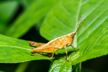 Brown Grasshopper