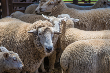 Australian sheep