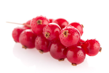 Red Currant