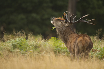 Red deer - Cervus elaphus