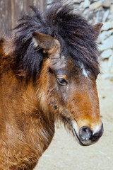 Obraz premium Shetland pony portrait