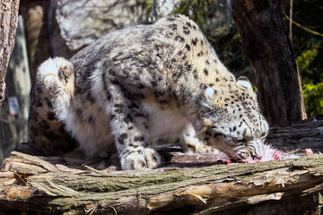 Fototapeta premium Snow leopard, Uncia uncia, eating rabbit