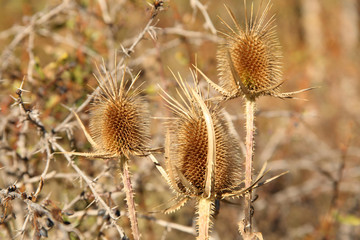thorn