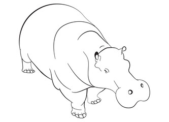 hippopotamus