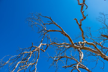 Withered Tree