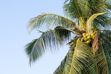 Fototapeta na wymiar Coconut tree with blue sky background hanging coconut