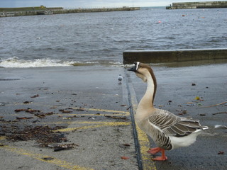 droga nad morzem, Bray, Irlandia © Dzikie Wino
