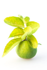 Lime with leaf on a white background.