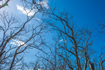 Withered Tree